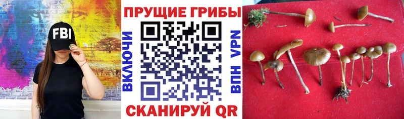 Галлюциногенные грибы мицелий  Волосово 